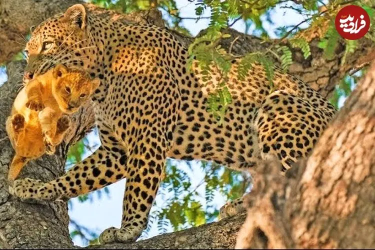 ببینید| پلنگ، توله شیر را دزدید و بالای درخت برد!