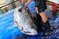 ببینید؛ مهارت آشپز شرق آسیایی در برش ماهی تن 300 کیلوگرمی و تهیه سوشی و ساشیمی