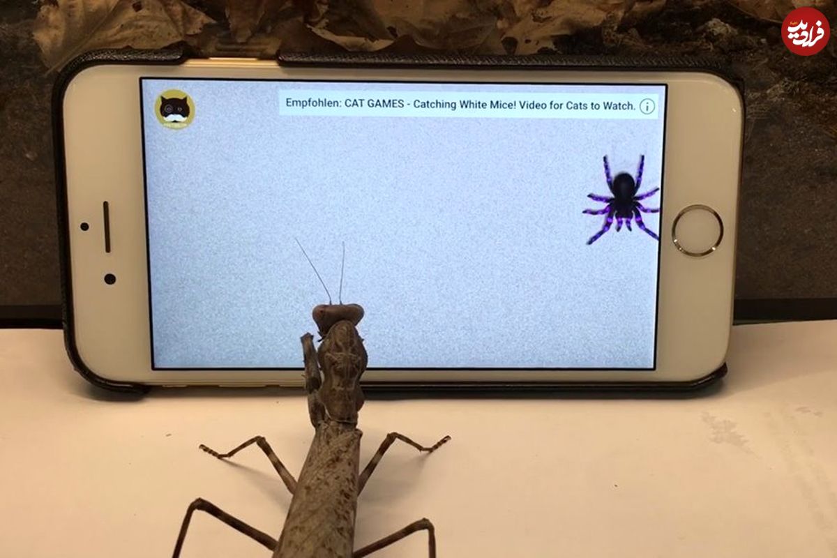 (ویدئو) سرکار گذاشتن آخوندک بیچاره با نمایش دادن حشرات در گوشی موبایل