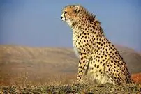 (ویدئو) لحظه کشف یک پلنگ زخمی مازندران توسط چند گردشگر 