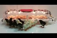 (ویدئو) با این دو بطری پلاستیکی یک دستگاه جوجه کشی خارق العاده بسازید