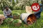 ببینید| غذای روستایی در آذربایجان؛ پخت نان سنتی با پیازچه های کوهی
