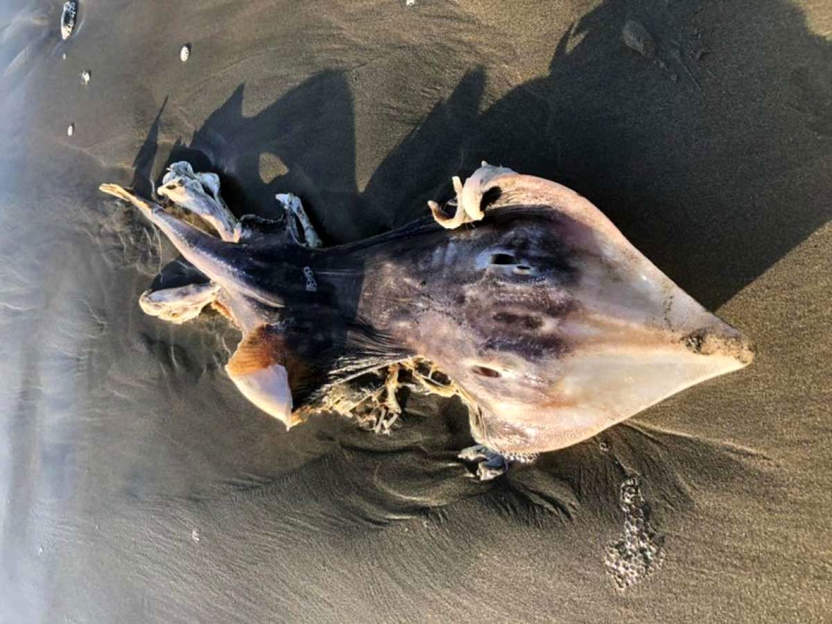 (عکس) پیدا شدن یک موجود عجیب در سواحل سان فرانسیسکو