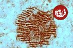 عکس؛ قدیمی‌ترین اثر انگشت انسان با قدمت 43 هزار سال در اسپانیا کشف شد