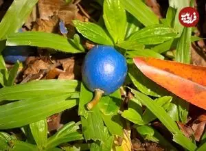 عکس| تنها میوه آبی رنگ دنیا چیست و کجا رشد می کند؟