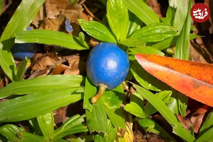 عکس| تنها میوه آبی رنگ دنیا چیست و کجا رشد می کند؟