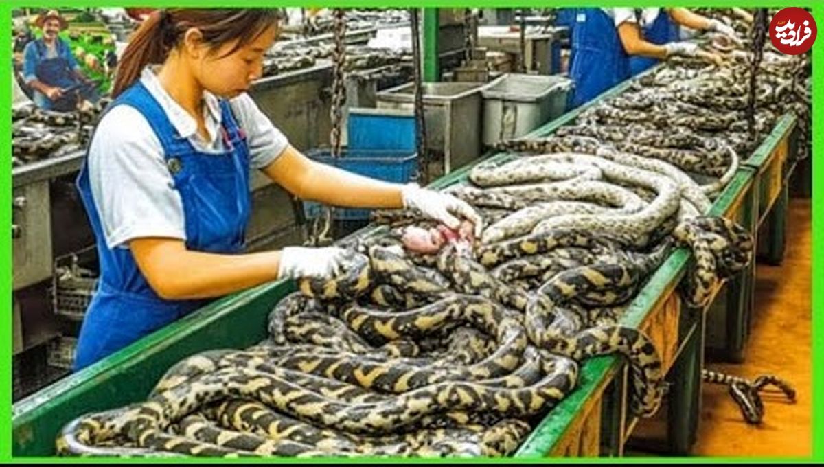 ببینید؛ پرورش مار در مقیاس صنعتی: مراحل تولید گوشت و چرم در مزارع چین