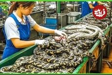 ببینید؛ پرورش مار در مقیاس صنعتی: مراحل تولید گوشت و چرم در مزارع چین