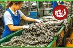 ببینید؛ پرورش مار در مقیاس صنعتی: مراحل تولید گوشت و چرم در مزارع چین