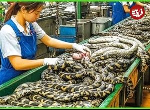 ببینید؛ پرورش مار در مقیاس صنعتی: مراحل تولید گوشت و چرم در مزارع چین