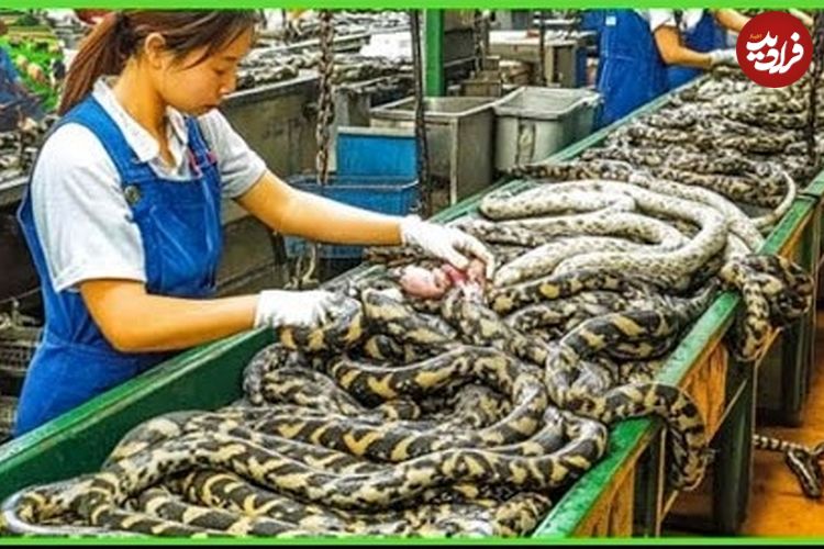 ببینید؛ پرورش مار در مقیاس صنعتی: مراحل تولید گوشت و چرم در مزارع چین