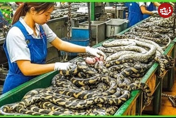 ببینید؛ پرورش مار در مقیاس صنعتی: مراحل تولید گوشت و چرم در مزارع چین