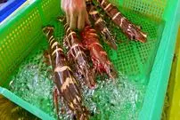 ببینید| غذای خیابانی در تایوان؛ برش و پخت غذا با میگو ببری غول پیکر در تایپه