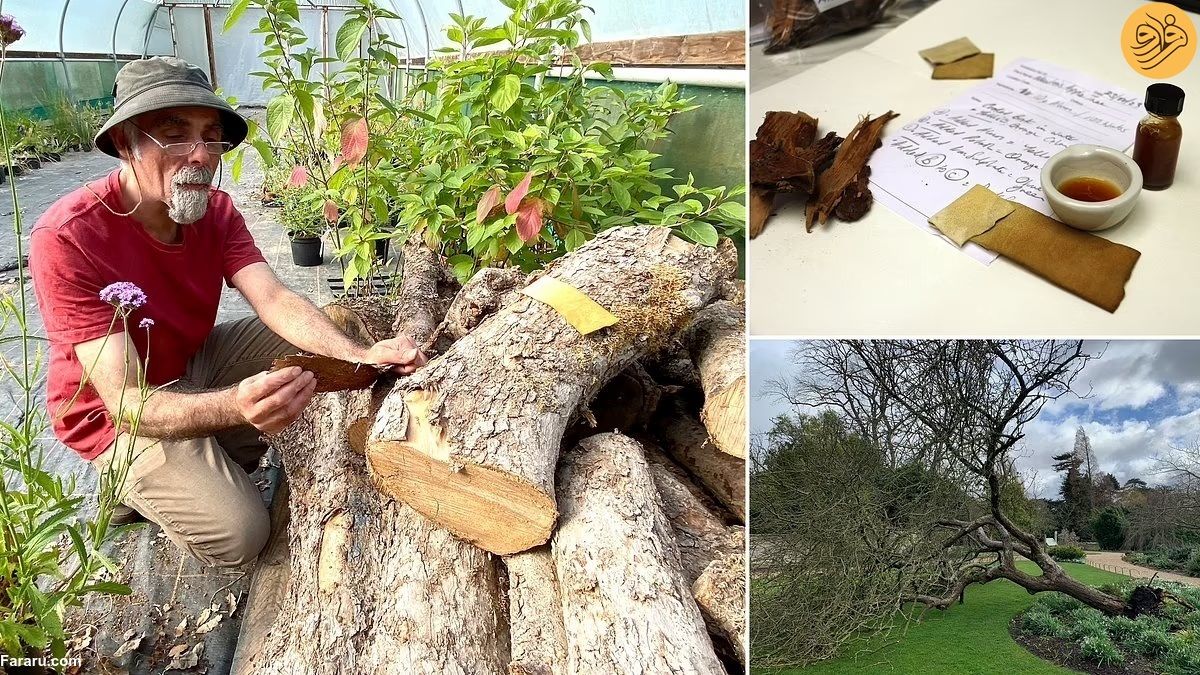 (ویدئو) ساخت جوهر از تنه درخت سیب مشهور نیوتون