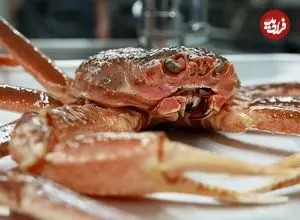 ببینید| غذای خیابانی در کره؛ برش و تهیه غذا با خرچنگ برفی در سئول