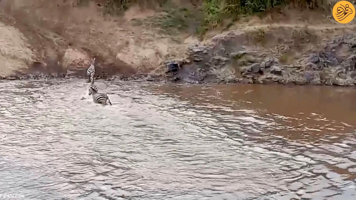 (ویدئو) گورخرهای خوش‌شانس از دست تمساح فرار کردند