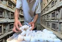 (ویدئو) مزرعه پرورش مار کبرای سمی در ویتنام؛ فرآیند پرخطر برداشت تخم مار
