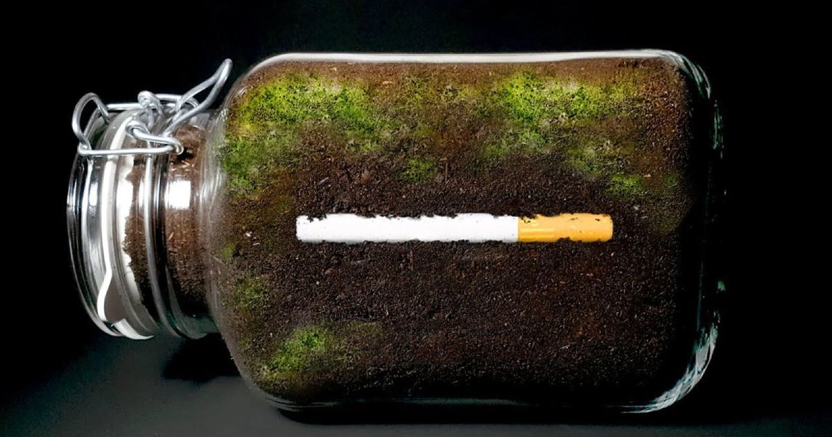 (تصاویر) تایم لپس جالب از روند تجزیه سیگار در خاک در طول یک سال 