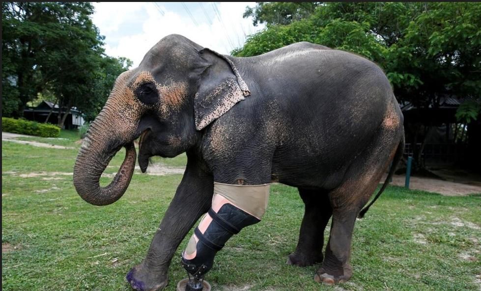 (ویدئو) درست کردن پای مصنوعی برای یک فیل معلول