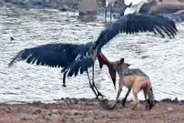 ببینید| شکار یک لک لک بزرگ آفریقایی توسط شغال در نبردی حماسی