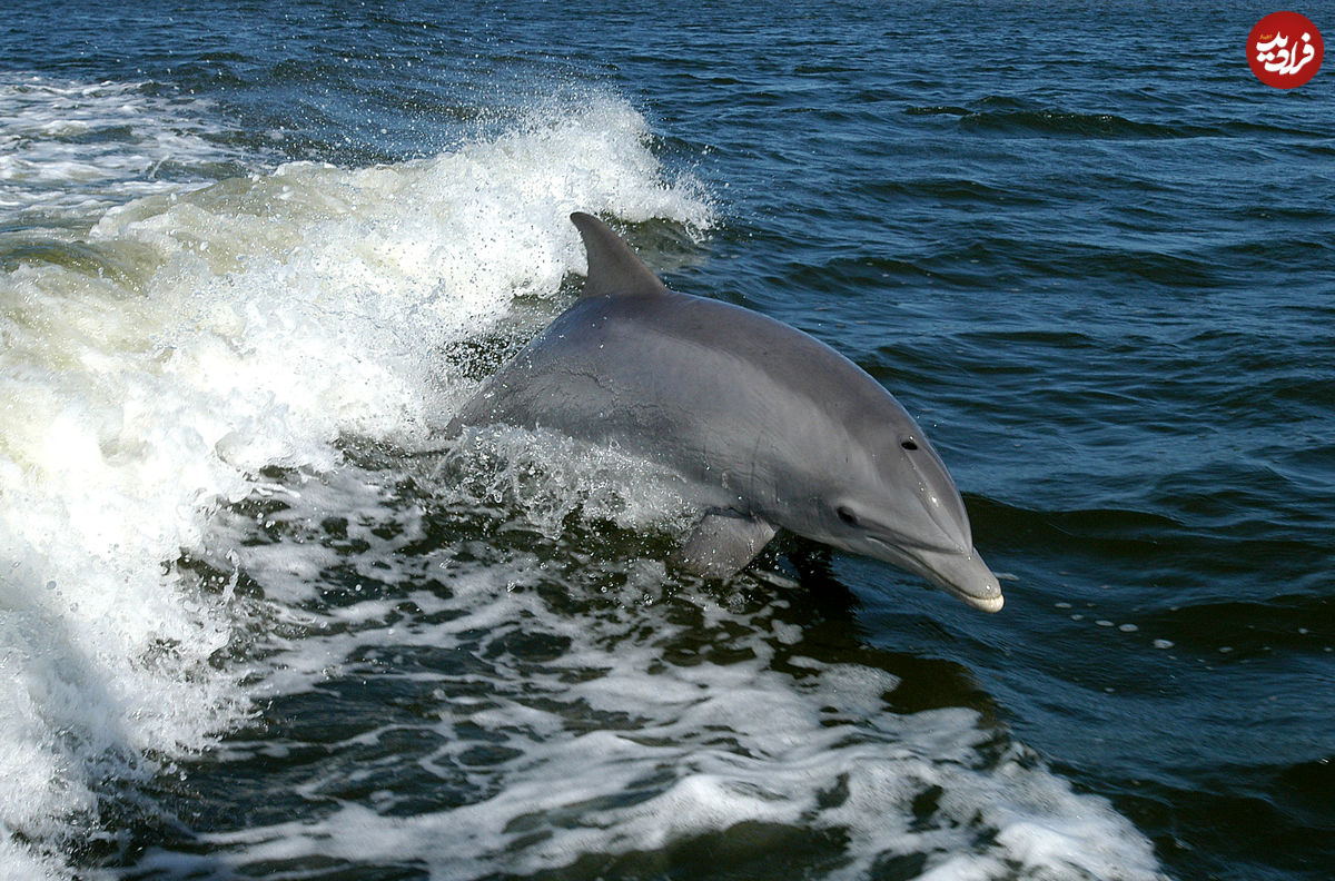 ( ویدیو) تصاویر نادر ورود دسته دلفین‌ها به ساحل چابهار