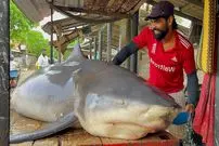 ببینید| صید و برش زدن کوسه گاوی 1000 کیلوگرمی در سریلانکا