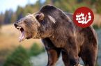ببینید؛ عجیب اما واقعی؛ لحظه سرقت یک خرس مادر و توله‌اش از یخچال یک خانه!