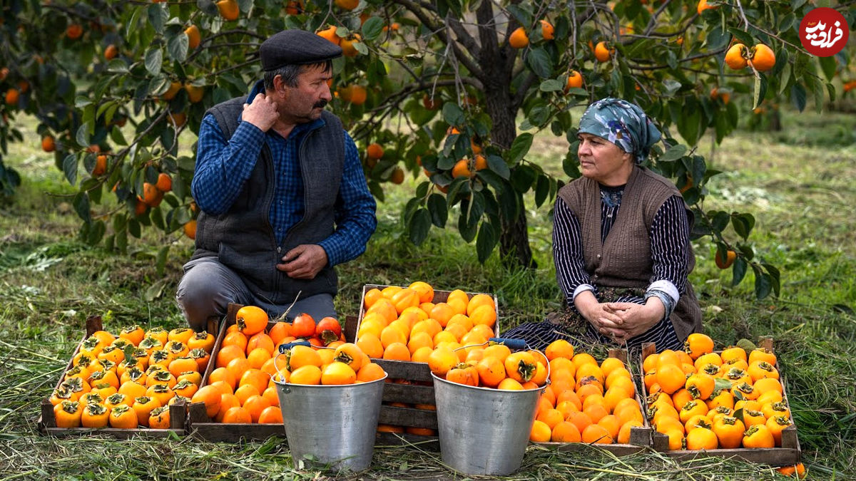 (ویدئو) غذای روستایی در آذربایجان؛ برداشت و پخت کیک با خرمالو 