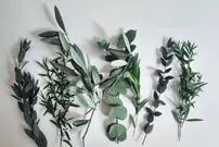 اکالیپتوس؛ یک برگ با نامی جالب و ویژگی هایی جالب تر