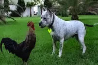 (ویدیو) تعقیب و گریز خنده‌دار یک مرغ و سگ
