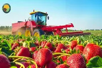 ببینید؛ نگاهی به شیوه کاشت، برداشت، فرآوری و بسته بندی صدها تن توت فرنگی