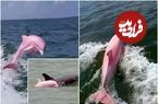 تصاویر؛ دلفین صورتی لوئیزیانا؛ داستان شگفت‌انگیز «پینکی» کمیاب‌ترین دلفین جهان