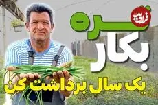 ببینید| آموزش ساده کاشت تره در گلدان و باغچه