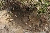 چهار «کوزۀ گنج» که در سال 2025 پیدا شدند