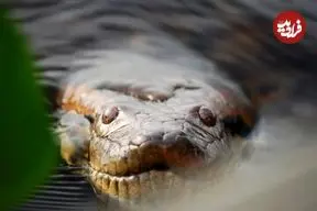 مار عظیم‌الجثه‌ افسانه‌ای، واقعاً پیدا شد