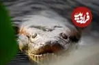 مار عظیم‌الجثه‌ افسانه‌ای، واقعاً پیدا شد