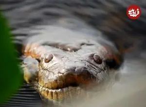 مار عظیم‌الجثه‌ افسانه‌ای، واقعاً پیدا شد