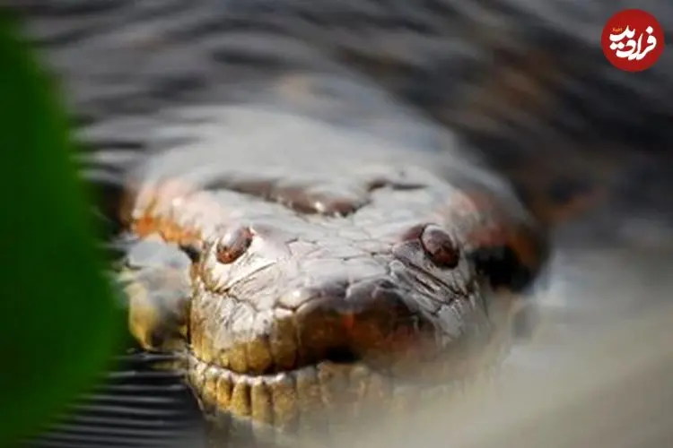 مار عظیم‌الجثه‌ افسانه‌ای، واقعاً پیدا شد