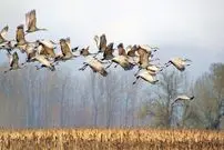 پرندگان مهاجر بدون «GPS» چطور راه خود را پیدا می‌کنند؟