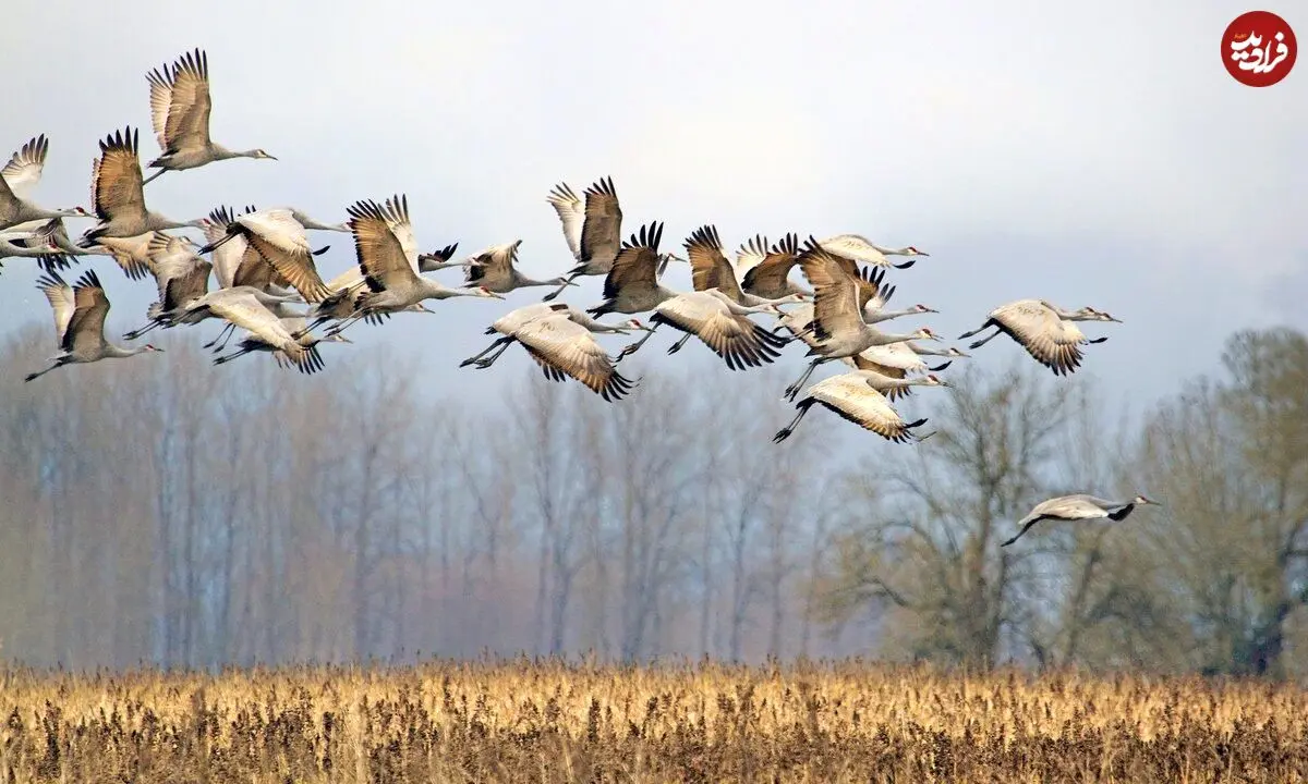 پرندگان مهاجر بدون «GPS» چطور راه خود را پیدا می‌کنند؟