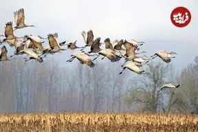 پرندگان مهاجر بدون «GPS» چطور راه خود را پیدا می‌کنند؟