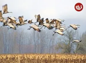 پرندگان مهاجر بدون «GPS» چطور راه خود را پیدا می‌کنند؟