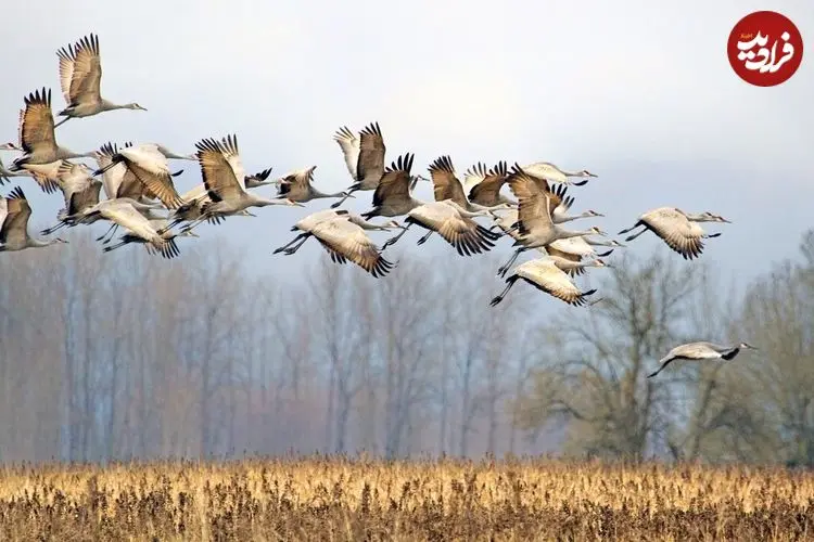 پرندگان مهاجر بدون «GPS» چطور راه خود را پیدا می‌کنند؟