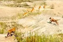 ببینید| تلاش مشترک و نادر «شیر» و «پلنگ» برای شکار یک ایمپالا!!