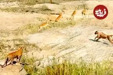 ببینید| تلاش مشترک و نادر «شیر» و «پلنگ» برای شکار یک ایمپالا!!