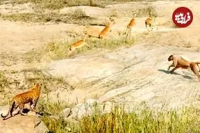 ببینید| تلاش مشترک و نادر «شیر» و «پلنگ» برای شکار یک ایمپالا!!