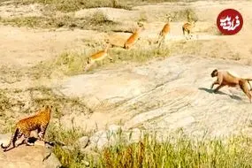 ببینید| تلاش مشترک و نادر «شیر» و «پلنگ» برای شکار یک ایمپالا!!