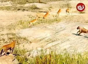 ببینید| تلاش مشترک و نادر «شیر» و «پلنگ» برای شکار یک ایمپالا!!