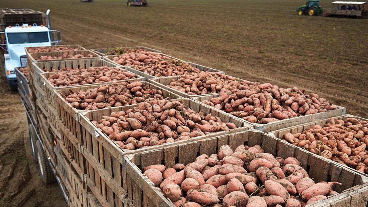 (ویدئو) چگونه کشاورزان آمریکایی 3.7 میلیون پوند سیب زمینی شیرین تولید و برداشت می کنند؟