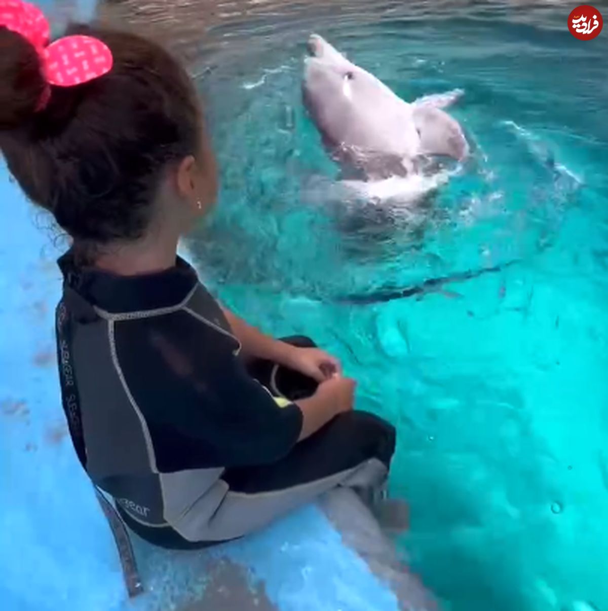 ( ویدیو) واکنش جالب دلفین خلیج‌فارس به شعرخوانی یک کودک